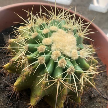 Golden barrel cactus