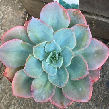 Echeveria Capri