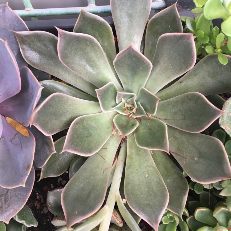 Plant image Echeveria Mensa