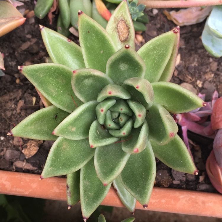 Plant image Echeveria Agavoides Corderoyi