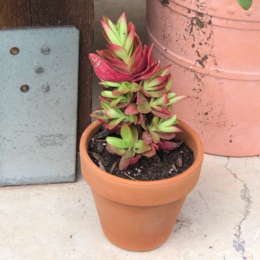 Crassula capitella 'Campfire'