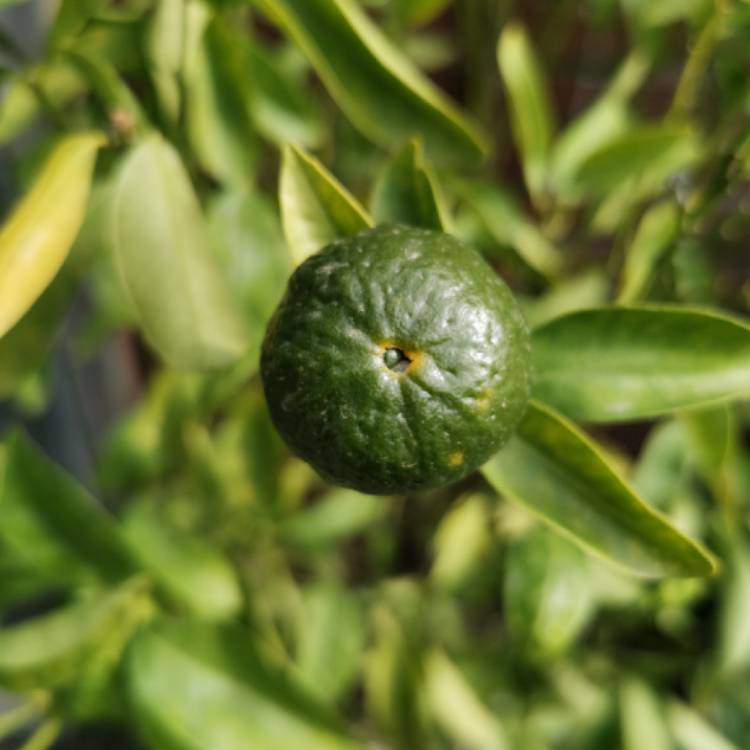 Plant image Citrus Unshiu 'Armstrong' 