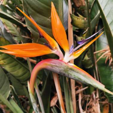 Strelitzia reginae