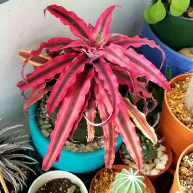 Cryptanthus (Unkown variety)