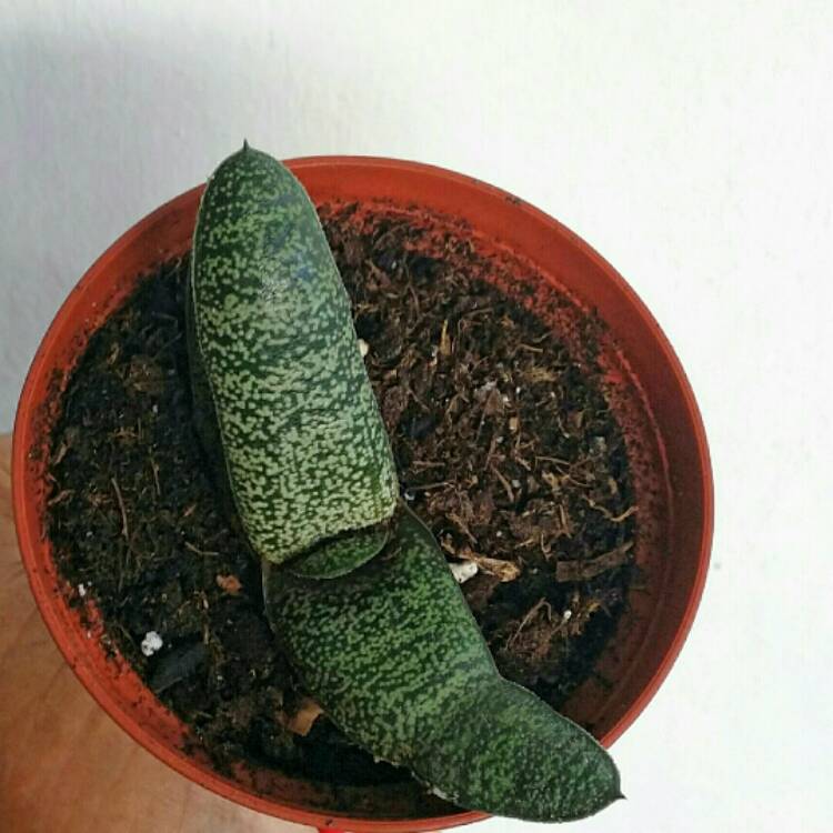 Plant image Gasteria batesiana var. batesiana