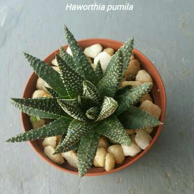 Tulista pumila syn. Haworthia pumila