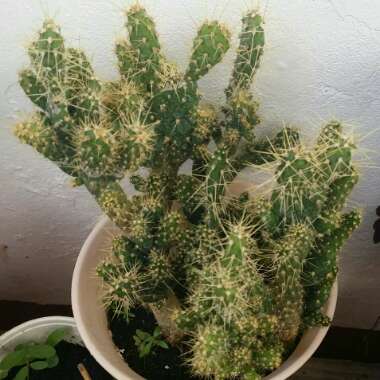 Austrocylindropuntia subulata