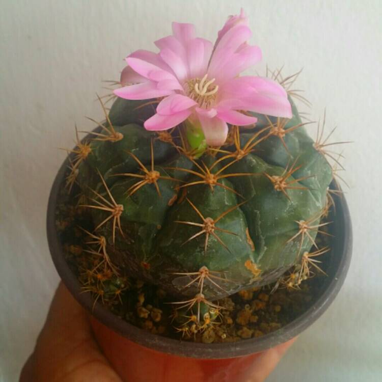 Plant image Gymnocalycium anisitsii