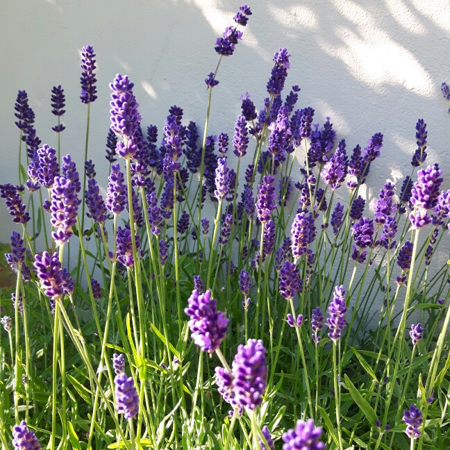 Plant image Lavandula stoechas 'Silver Anouk' (Anouk Series)