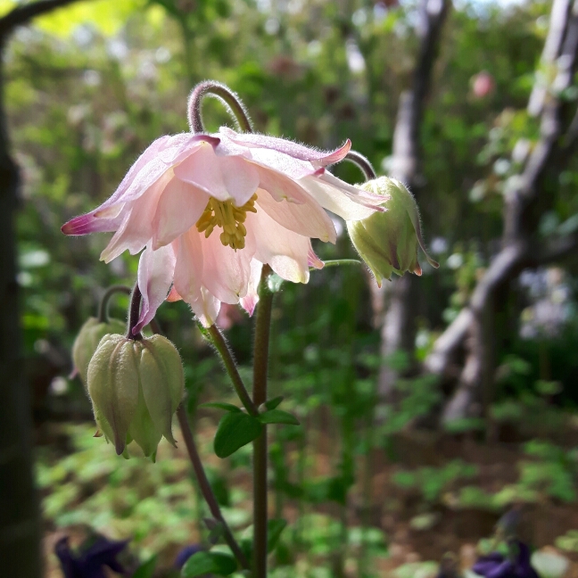 Plant image Aquilegia clematiflora