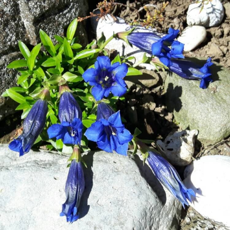 Plant image Gentiana