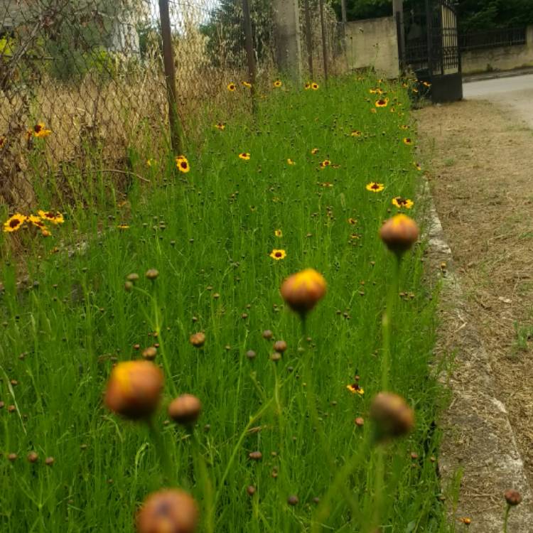 Plant image Coreopsis tinctoria