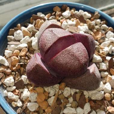 Pleiospilos nelii 'Royal Flush'