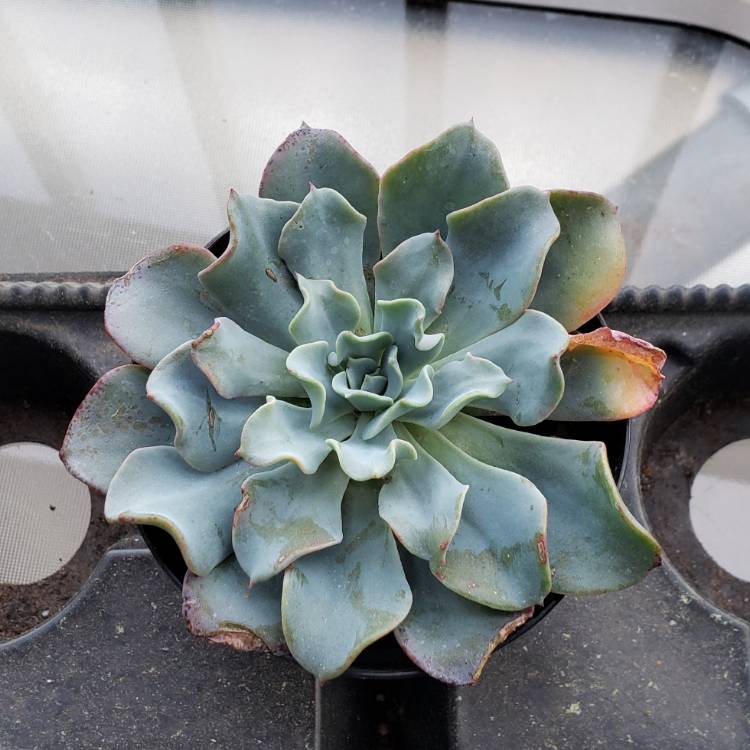 Plant image Echeveria Galaxy Blue