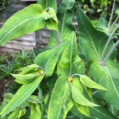 Euphorbia lathyris