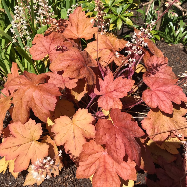 Plant image Heuchera 'Paprika'