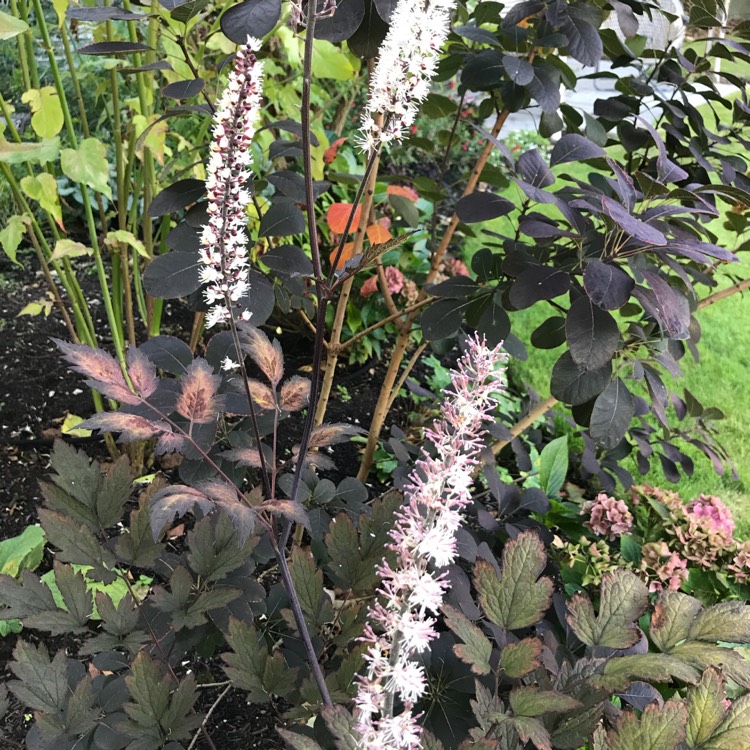 Plant image Actaea Simplex 'Pink Spike' syn. Cimicifuga racemosa 'Pink Spike'