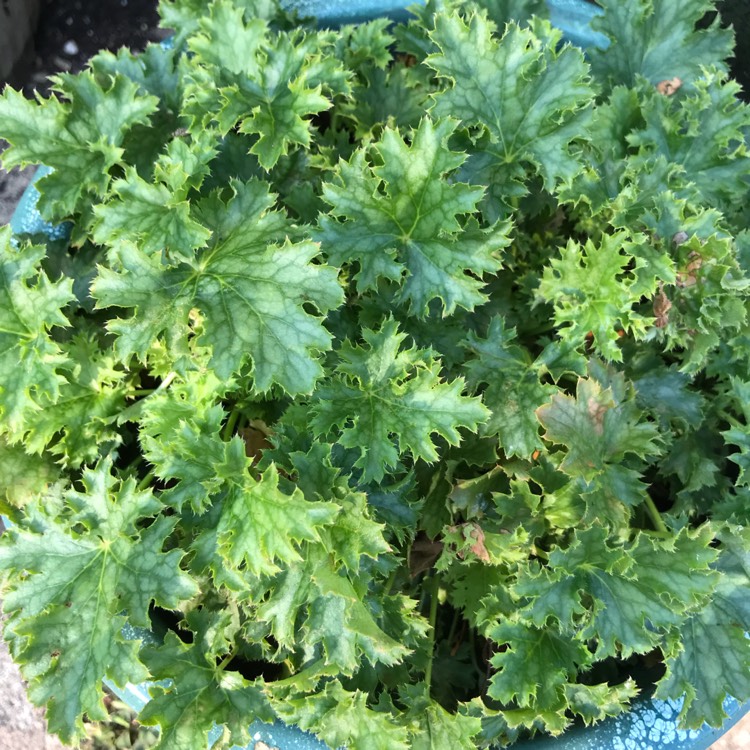 Plant image Heuchera 'Apple Crisp'