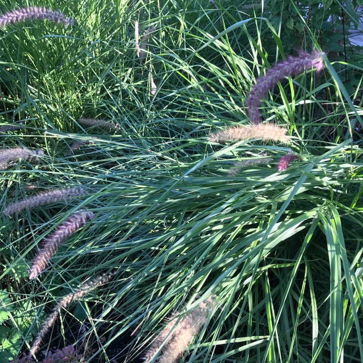 Plant image Pennisetum orientale 'Fairy Tails'