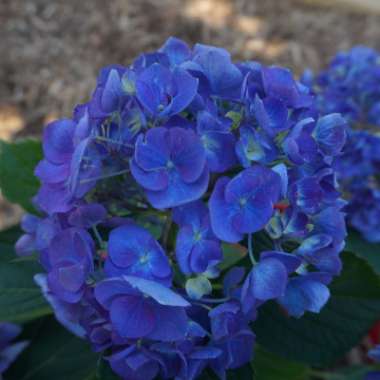 Hydrangea