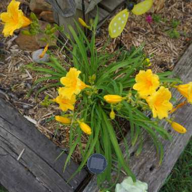 Daylily 'Stella De Oro'