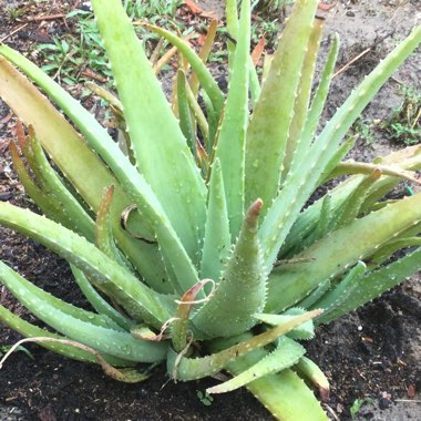 Aloe Vera