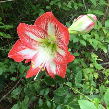 Hippeastrum 'Minerva'