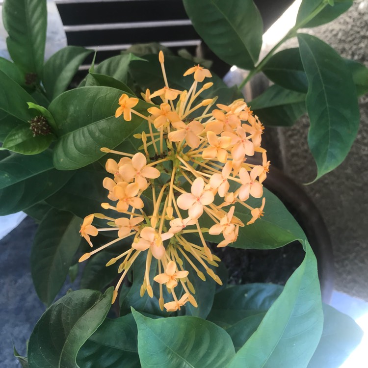 Plant image Ixora 'Pirate's Gold'