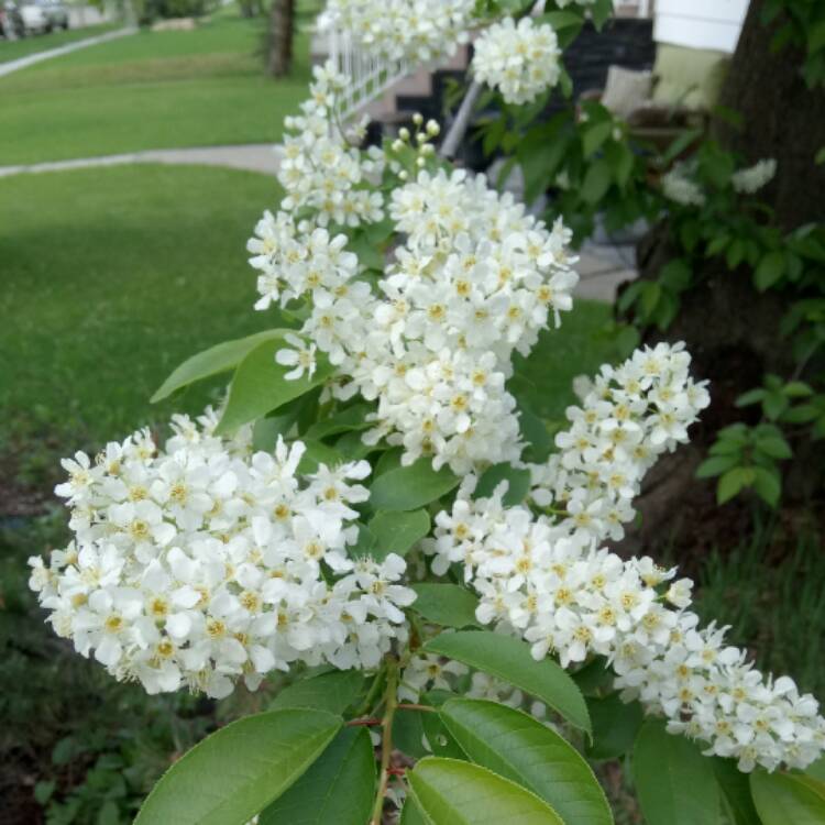 Plant image Prunus padus 'Watereri'