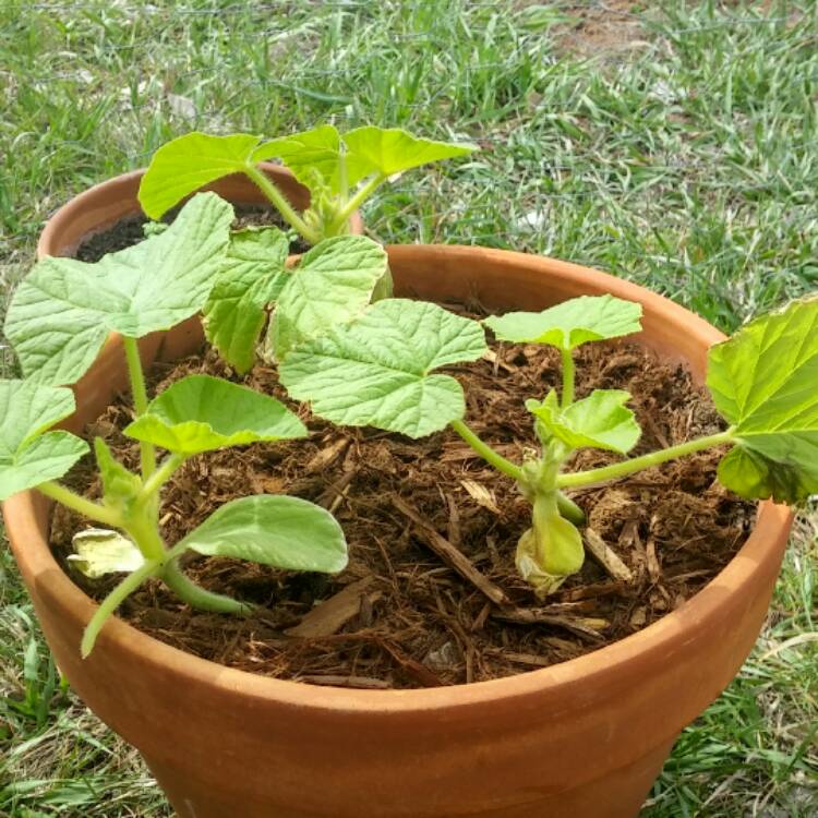 Plant image Cucurbita Maxima 'Delica' F1