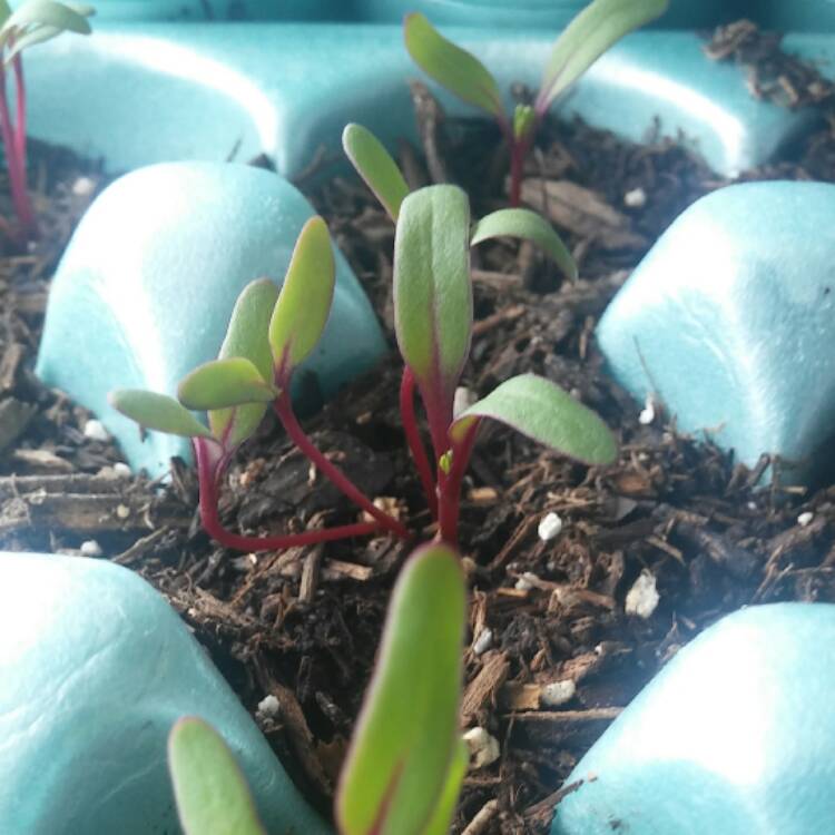 Plant image Beta Vulgaris 'Detroit Dark Red Beet'