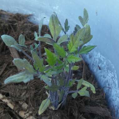 Solanum lycopersicum 'Red Beefsteak'