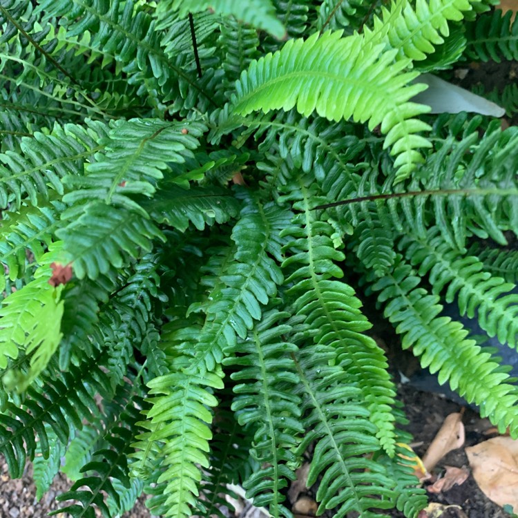 Plant image Blechnum spicant syn. Blechnum boreale;Blechnum heterophyllum