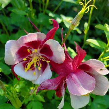 Aquilegia 'McKana Giant'