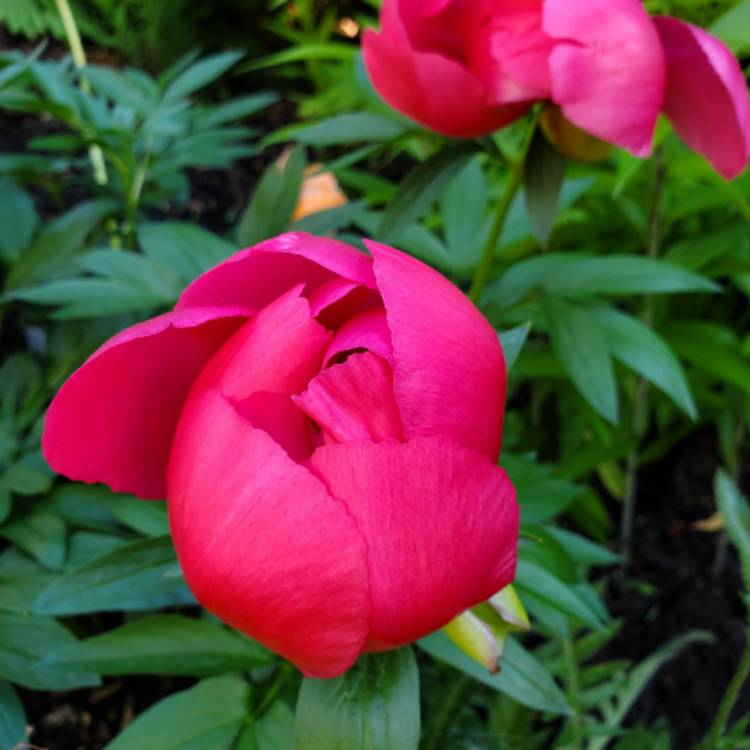 Plant image Paeonia 'Flame' syn. Paeonia lactiflora 'Flame'