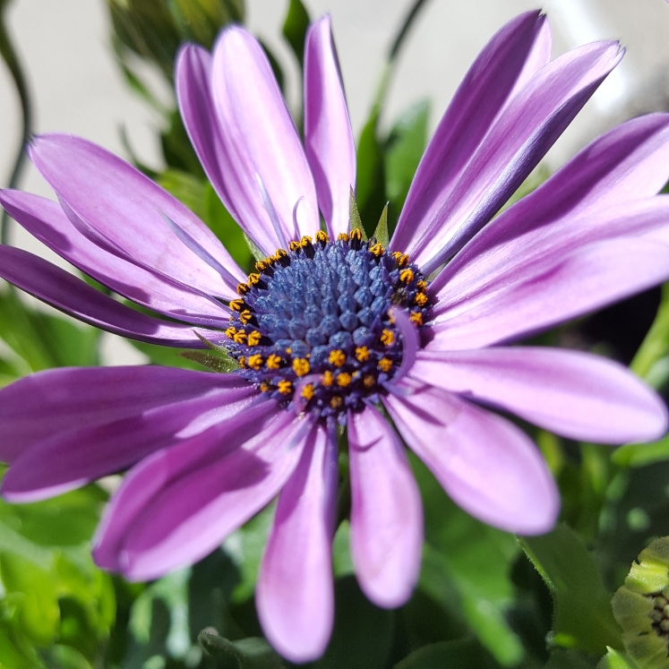 Plant image Osteospermum Margarita