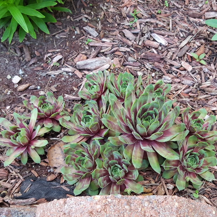 Plant image Sempervivum Tectorum Greenii