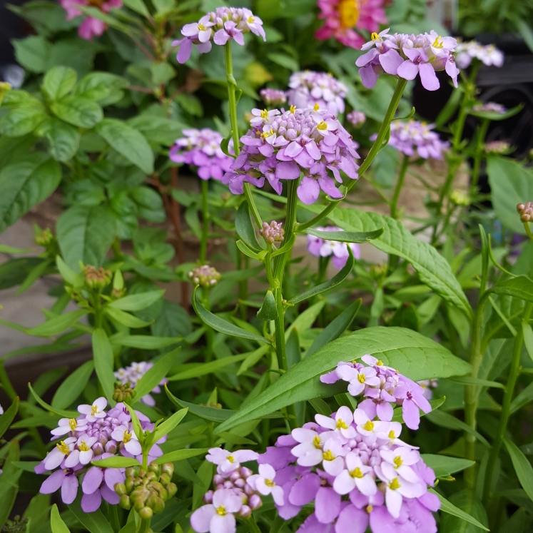 Plant image Iberis umbellata 'Dwarf Fairyland Mixed' (Mix)