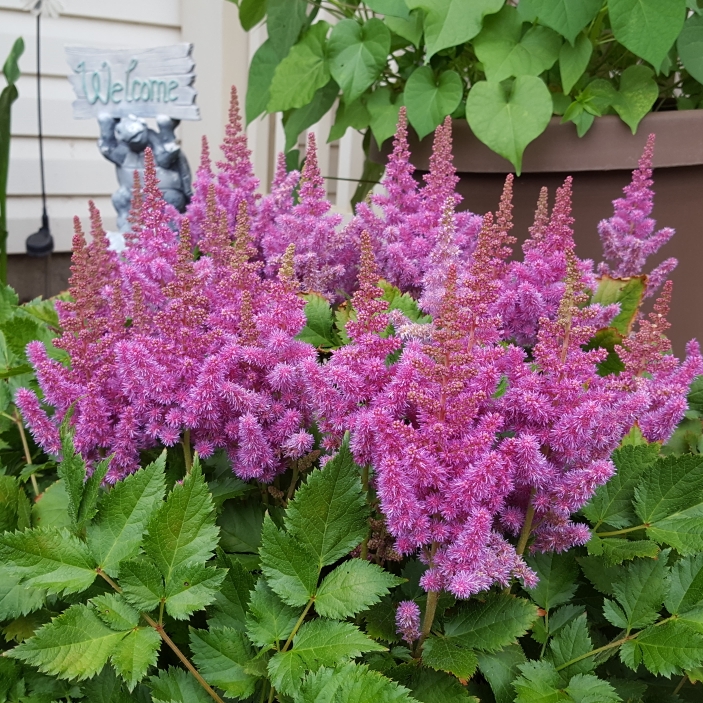 Plant image Astilbe chinensis var. pumila