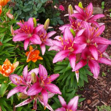 Lily (Asiatic)