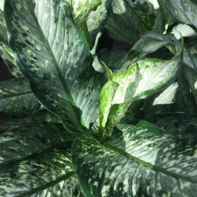 Plant image Dieffenbachia Maculata 'Tropical Tiki'