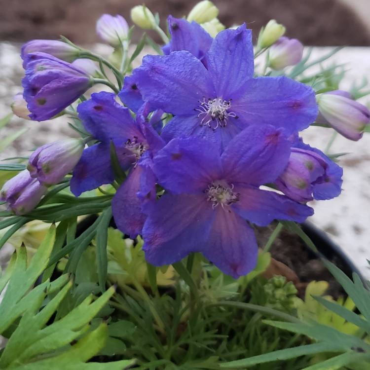 Plant image Delphinium grandiflorum 'Delfix Blue' (Delfix Series)