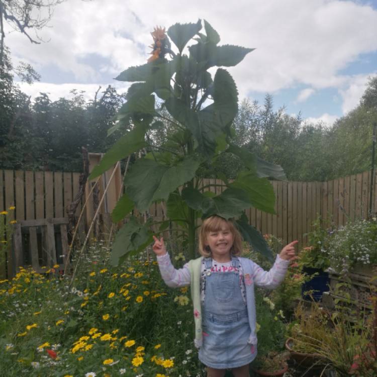 Plant image Helianthus 'Giganteus'