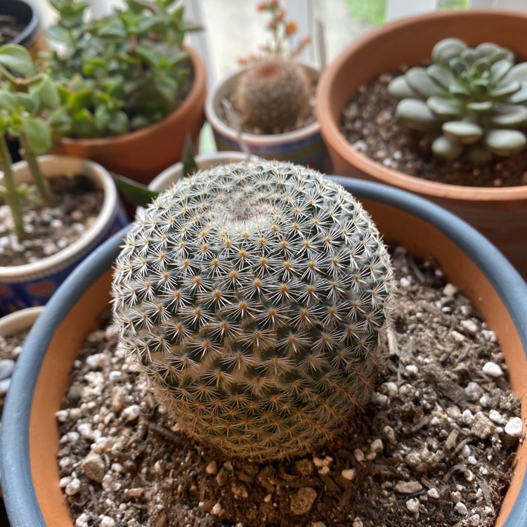 Plant image Mammillaria haageana 'Elegans'