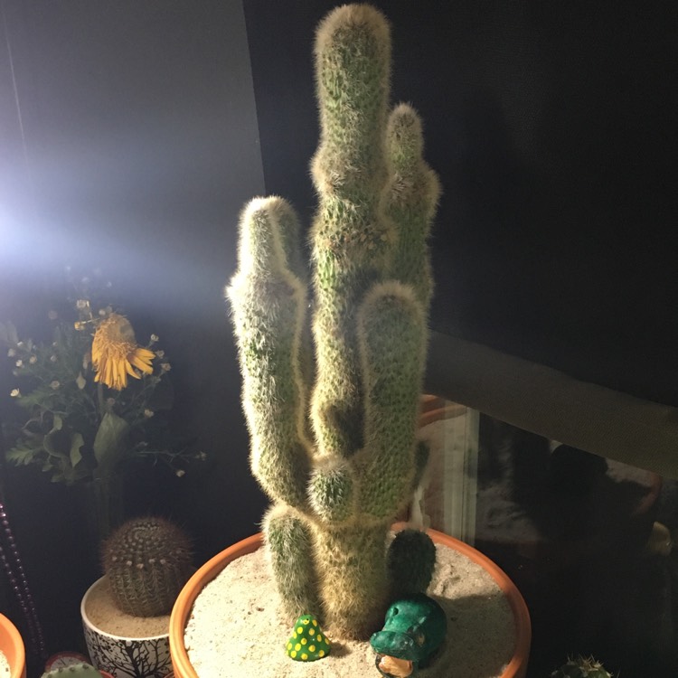 Plant image Cleistocactus strausii