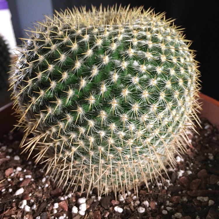 Plant image Mammillaria dixanthocentron