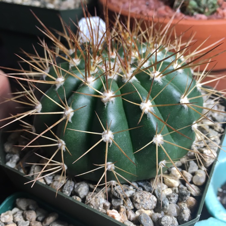 Plant image Melocactus