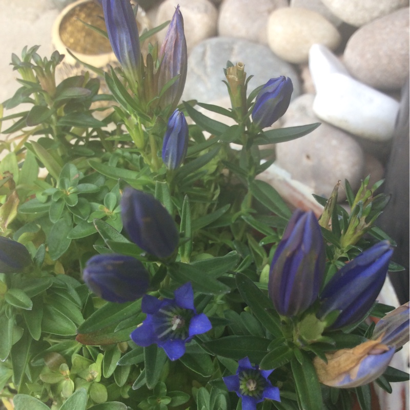 Plant image Gentiana acaulis syn. Gentiana kochiana