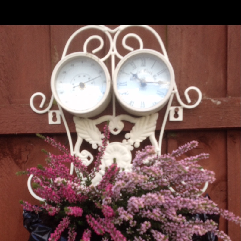 Plant image Calluna vulgaris 'Peter Sparkes'