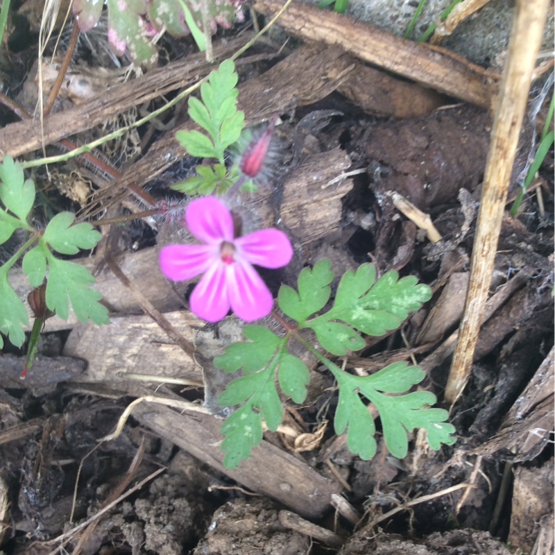 Plant image Geranium robertianum 'Album'